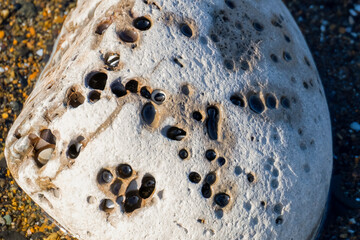 Rock on the beach with smooth indentations