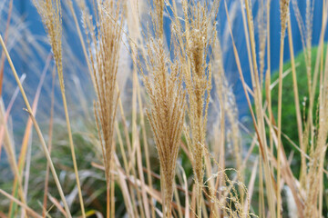 close up of grasses and seed heads