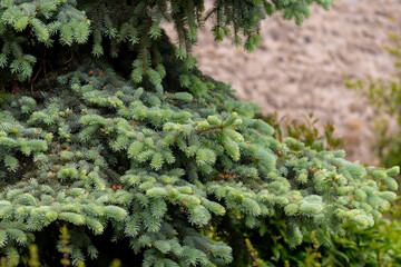 Blue spruce branches in the garden, texture of needles of a Christmas tree