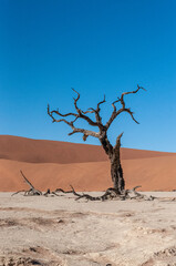 Landscape shot of the iconic dead trees of the Namibian deadvlei area.
