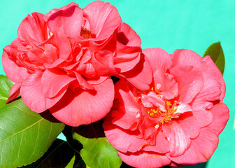 A closeup of a beautiful red camellia.