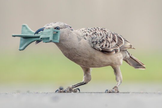 A wild great bowerbird (Chlamydera nuchalis) collecting a discarded piece of plastic trash to use to decorate its bower, Australia