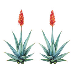 Pair of Aloe Vera Plants with Vibrant Orange Flowers Watercolor Illustration