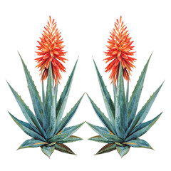 Stunning Aloe Vera Plants with Vibrant Orange Flowers Botanical Illustration