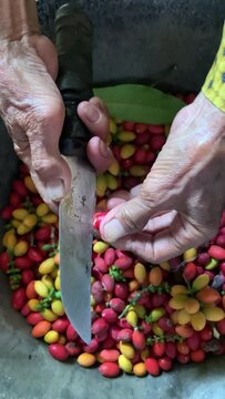 The process of peeling the skin of melinjo fruit ( Gnetum gnemon ) manually using a knife. melinjo fruit from southeast Asia for traditional food.