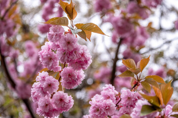 Cherry blossom branches in close-up.