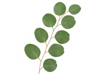 Eucalyptus branch with round green leaves isolated on transparent background, perfect for nature-themed designs