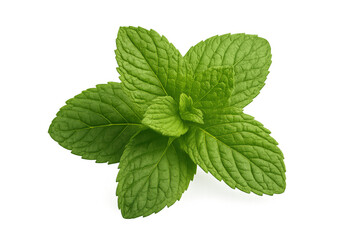 Vibrant green mint leaves isolated on a transparent background, ideal for food and beverage projects