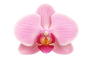 Pink orchid flower blooming on a transparent background, perfect for design projects related to nature, beauty, and wellness