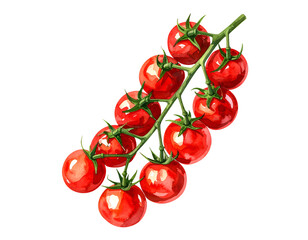 cherry tomato bunch with stem in watercolor style on isolated background for fresh organic food and healthy diet design

