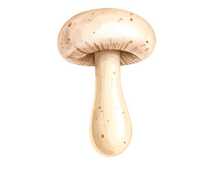 Fototapeta premium whole champignon mushroom watercolor style isolated on transparent background 