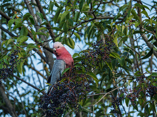 Erect Galah Eolophus Roseicapilla Feeds On Glossy Privet