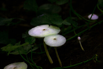 the natural beauty of Indonesian flora and fauna