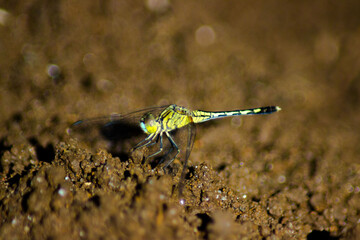 the natural beauty of Indonesian flora and fauna