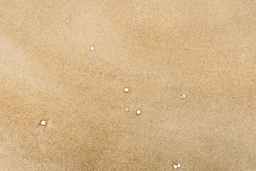 Sand With Shells Textured Background