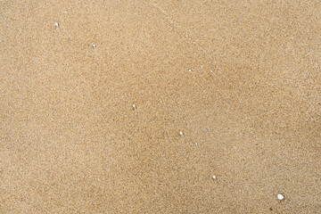 Sand With Shells Textured Background