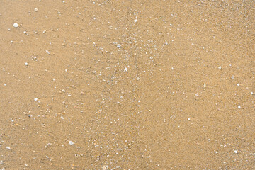Sand With Shells Textured Background