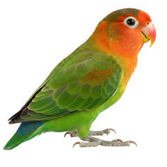 A vibrant fischer s lovebird with orange and green plumage stands with its body facing right isolated on transparent background