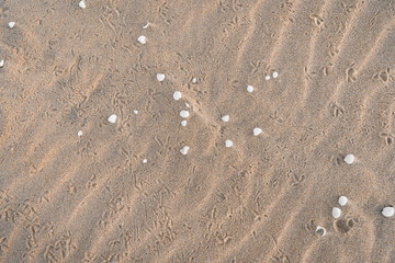 Wavy Sand With Shells Textured Background