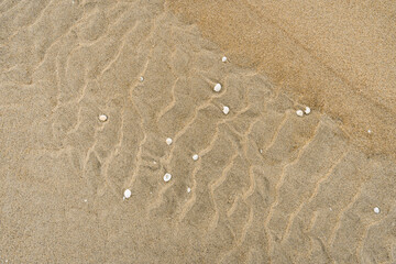 Wavy Sand With Shells Textured Background