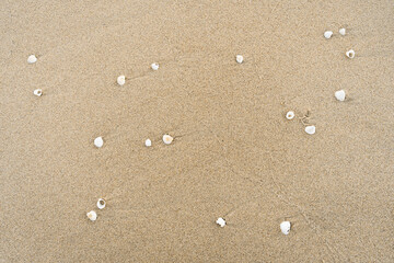 Sand With Shells Textured Background