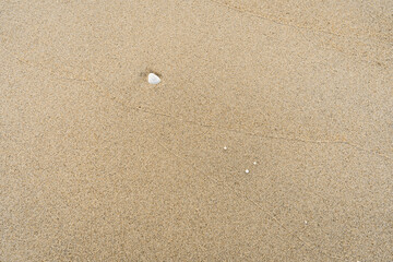 Sand With Shells Textured Background