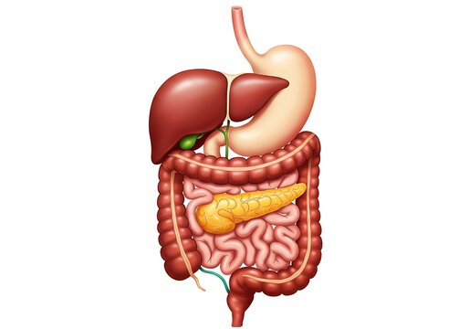 Human digestive system