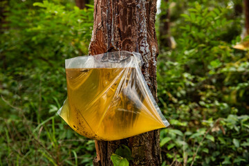 Pine trees in the forest cutting pine oil