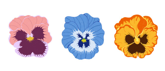 set of pansies flower illustrations