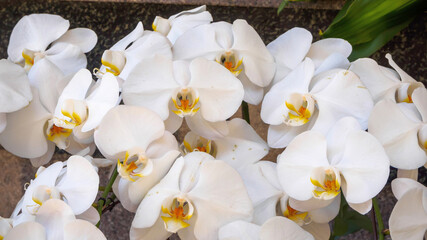 Phalaenopsis orchid branch, gorgeous cascading cluster of white flowers with yellow core