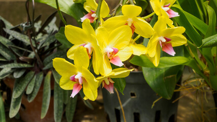 Phalaenopsis orchid branch, bright yellow flowers with coral core