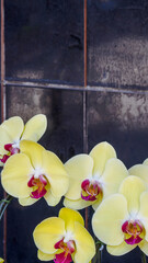 Phalaenopsis orchid branch, gorgeous yellow flowers with cherry core