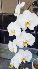 Phalaenopsis orchid branch, gorgeous cascading cluster of white flowers with yellow core
