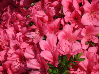 Close-up of blooming magenta...