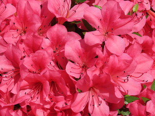 Close-up of blooming magenta...