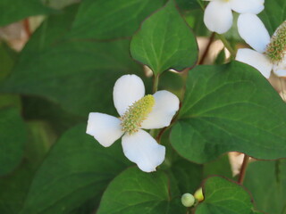Close-up of Houttuynia cordata in bloom｜咲いたドクダミの花のクローズアップ