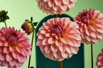 Pink dahlia flowers with water droplets