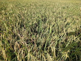 Closeup shoot of paddy field.