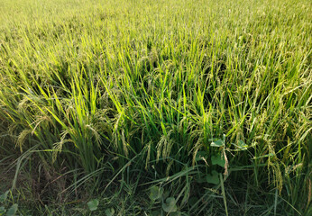 Closeup shoot of paddy field.