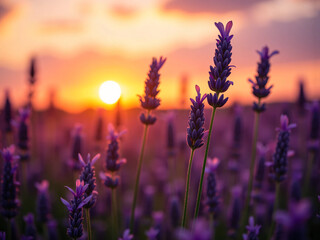 Lavender flowers glowing under golden hour light with soft background blur, deep purple tones, and cinematic shadows for wellness, fragrance, and floral brand campaigns.