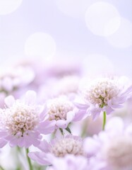 Fototapeta premium Scabiosa flower background