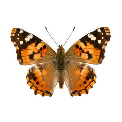 Detailed close up of a painted lady butterfly with vibrant orange and black wings spread wide isolated on transparent background