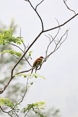 A pair of chestnut-headed bee-eater perched on a tree branch with soft focus. .