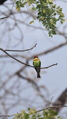 Small green bird perched on a thin branch against blurred background.

