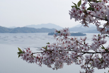 瀬戸内海と桜