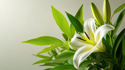 Fototapeta premium White lily flower with lush green leaves on soft background, showcasing elegance and tranquility. delicate petals and vibrant foliage create serene and natural composition