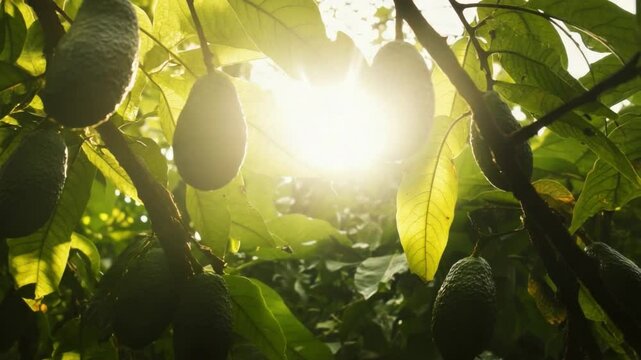 Sun-Kissed Avocado Orchard: A vibrant close-up of avocado tree branches basking in the sun, showcasing the lush green leaves and fresh avocados, a celebration of nature's bounty.
