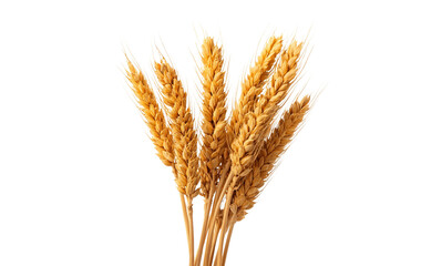 Fototapeta premium Golden wheat stalks with ripe grains isolated on transparent background