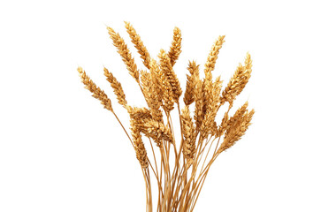 Golden wheat stalks with ripe grains isolated on transparent background