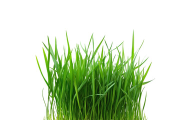  green grass growing isolated on transparent background